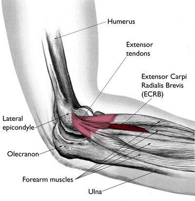 LateralElbowAnatomy