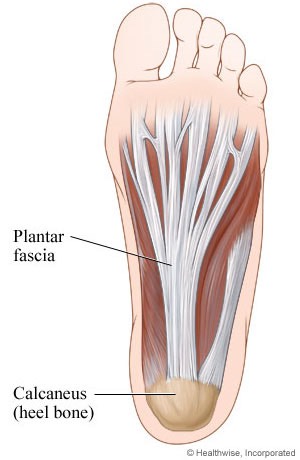plantar aponuerosis