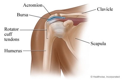 Shoulder anatomy 2